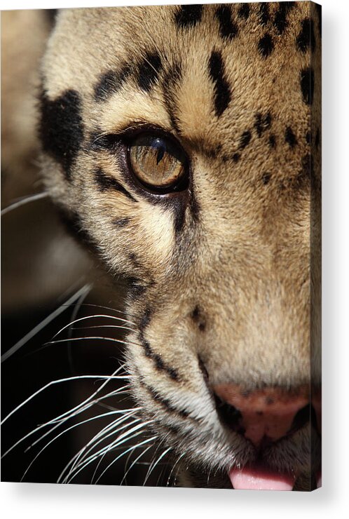 Big Cat Acrylic Print featuring the photograph Leopard Portrait by Gp232
