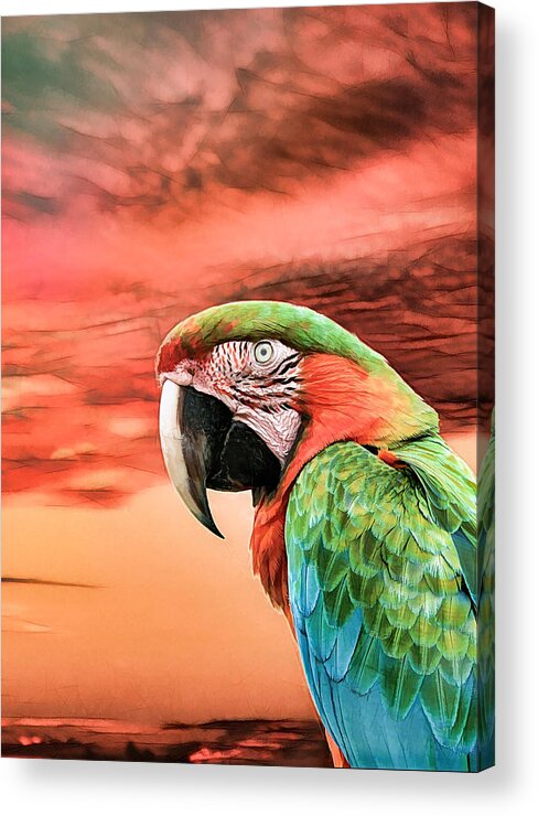 Parrot Acrylic Print featuring the photograph Macaw Parrot by Rosalie Scanlon