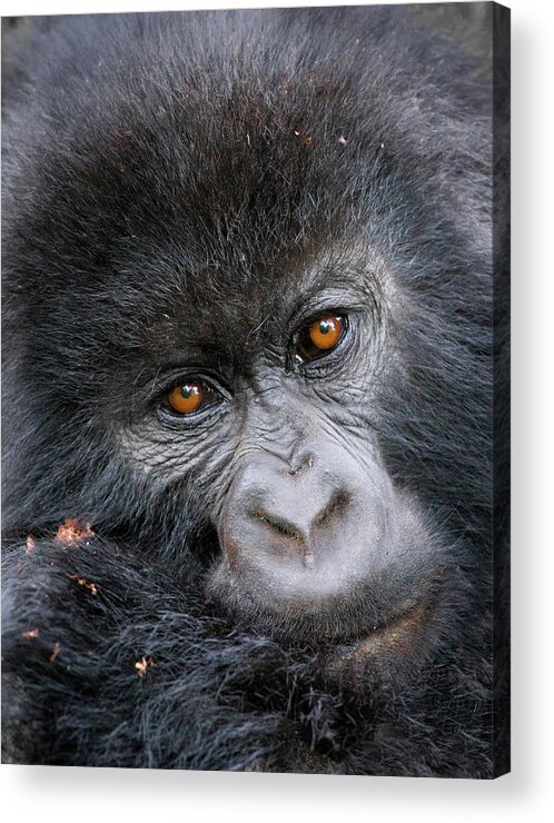 Black Color Acrylic Print featuring the photograph Mountain Gorilla Gorilla Beringei by Mark Smith