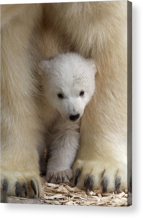The Media Acrylic Print featuring the photograph Munich Zoo Presents Twin Polar Bear by Alexandra Beier