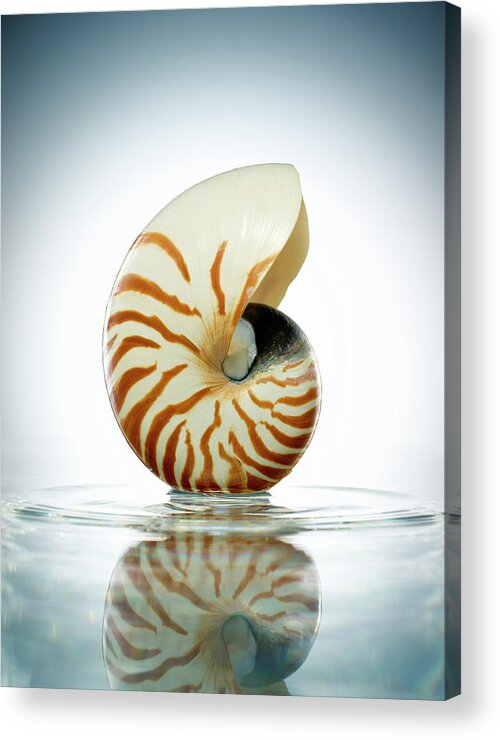 Tranquility Acrylic Print featuring the photograph Nautilus Shell In A Still Pool Of Water by Chris Stein