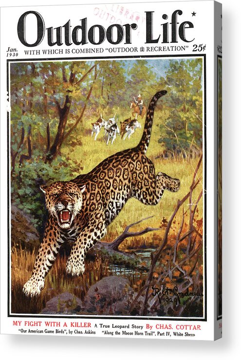 Leopard Acrylic Print featuring the painting Outdoor Life Magazine Cover January 1930 by Outdoor Life