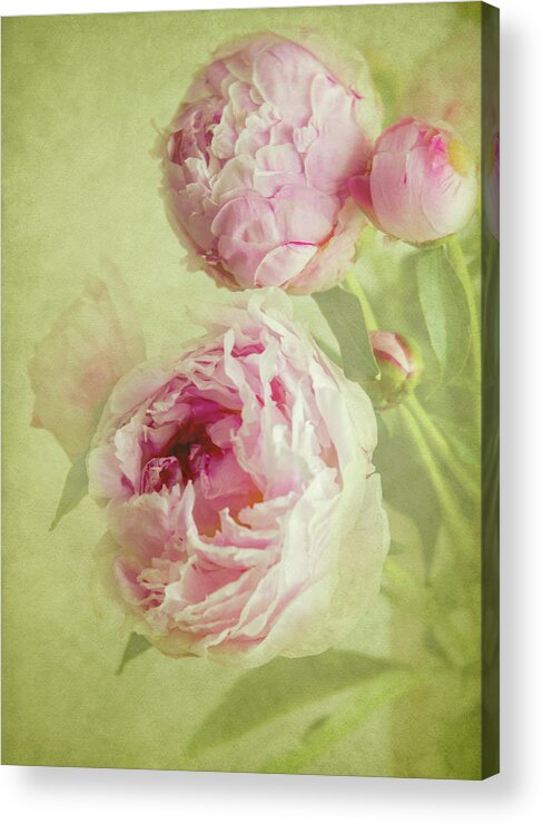 Wall Art Acrylic Print featuring the photograph Peonies by Diane Fifield