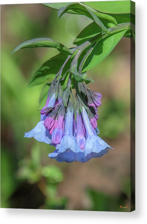 Borage Family Acrylic Print featuring the photograph Pink Virginia Bluebells or Virginia Cowslip DFL0963 by Gerry Gantt