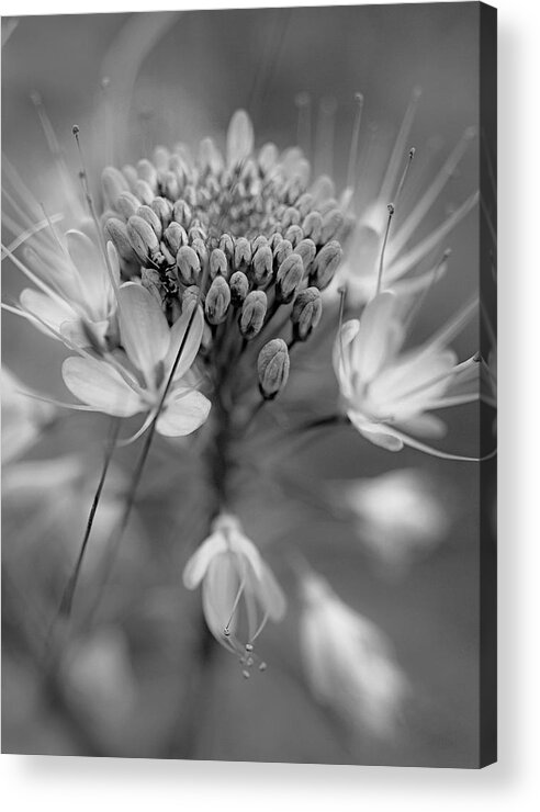 Disk1215 Acrylic Print featuring the photograph Rocky Mountain Bee Plant Abstract by Tim Fitzharris