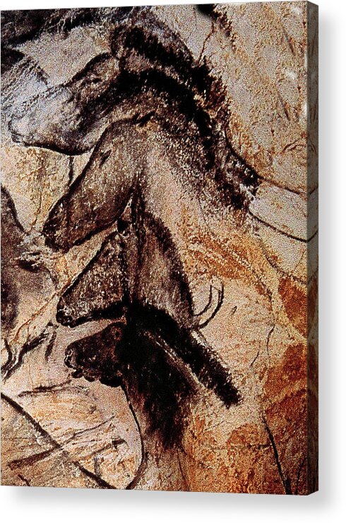 Palaeolithic Acrylic Print featuring the photograph Stone-age Cave Paintings, Chauvet, France by Doc Braham