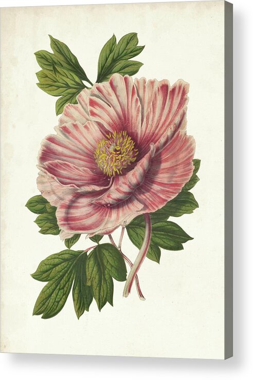 Botanical & Floral Acrylic Print featuring the painting Striking Peony by Van Houtteano
