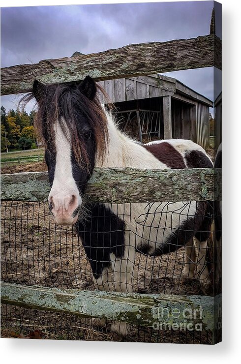 Pony Acrylic Print featuring the photograph Tendercrop Pony by Mary Capriole