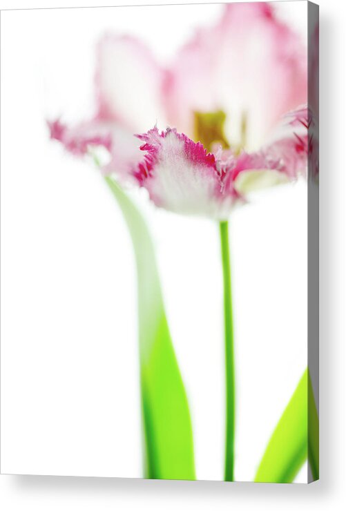 Tulip Acrylic Print featuring the photograph Whisper by Rebecca Cozart