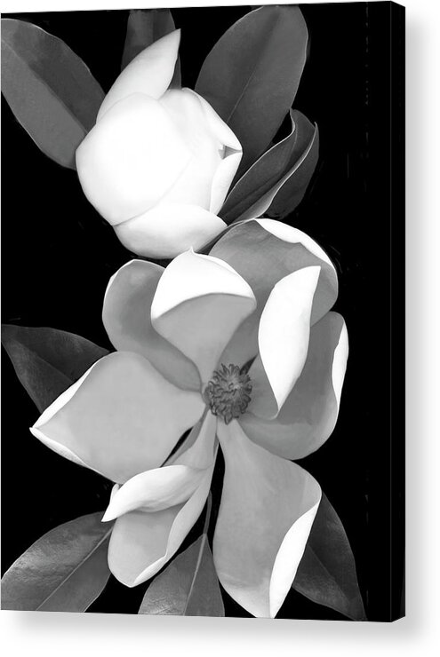 White Magnolia Acrylic Print featuring the painting White Magnolia B-w by Susan S. Barmon