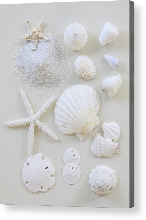 White Background Acrylic Print featuring the photograph White Shells by Daniel Hurst Photography