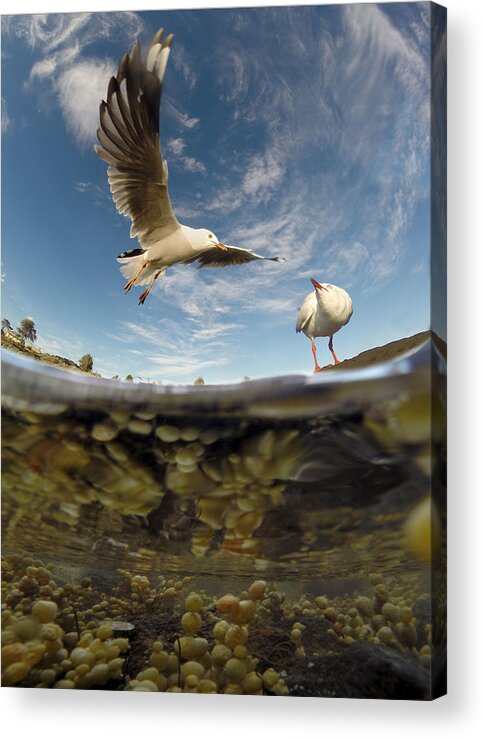 Seagull Acrylic Print featuring the photograph Wingspan by David Bignell