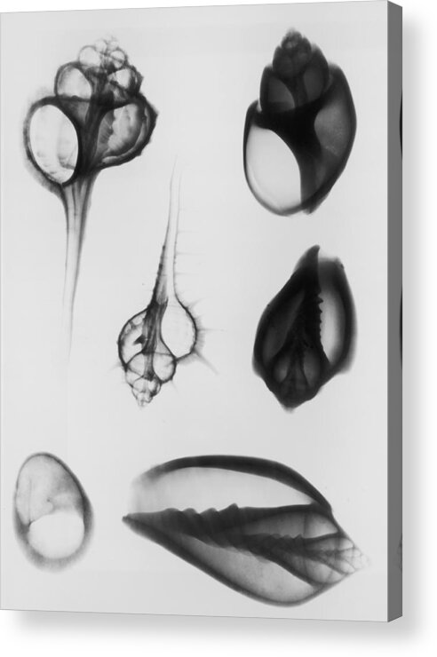 Animal Themes Acrylic Print featuring the photograph X-ray Six Shells by Edward Charles Le Grice