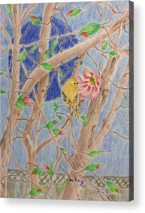 Framed Prints Acrylic Print featuring the drawing Yellow finch and magnolia blossoms by Milly Tseng