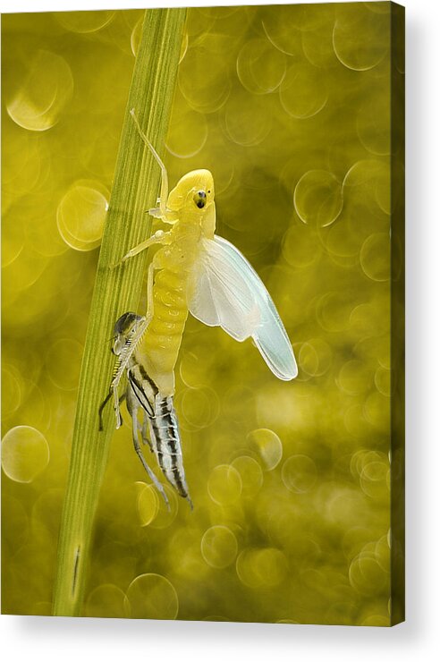 Nymph Acrylic Print featuring the photograph Yellow Life by Ferdinando Valverde