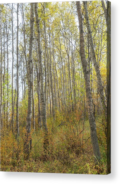 Woods Acrylic Print featuring the photograph Autumn Woods by Karen Rispin