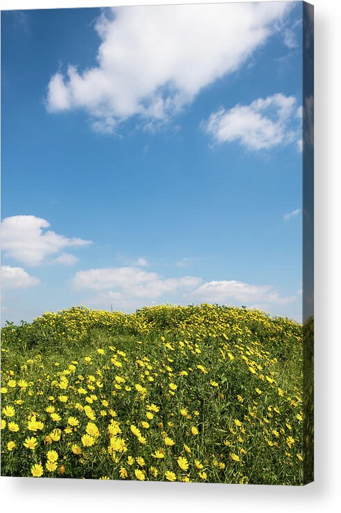 Flowers Acrylic Print featuring the photograph Field with yellow marguerite daisy blooming flowers against and blue cloudy sky. Spring landscape nature background by Michalakis Ppalis
