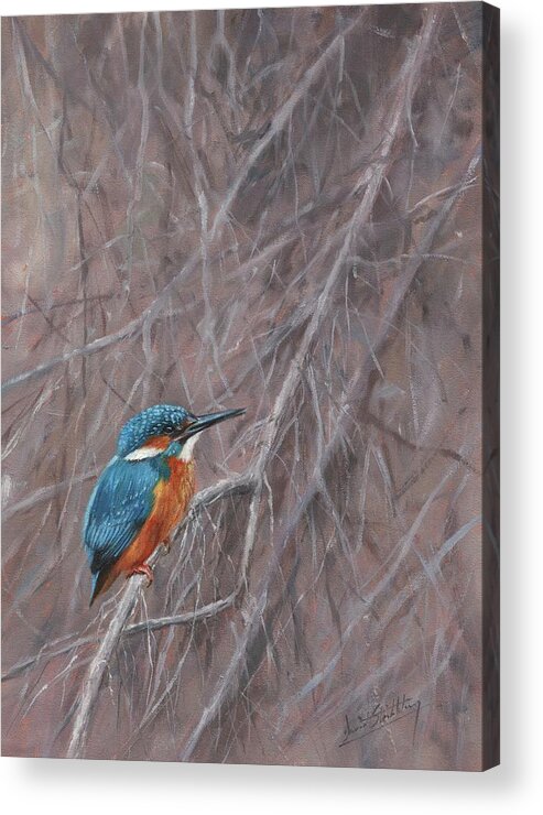 Kingfisher Acrylic Print featuring the painting Kingfisher #1 by David Stribbling