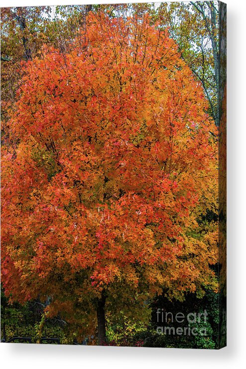 Tree Acrylic Print featuring the photograph A Tinge of Red Fall Tree by Roberta Byram