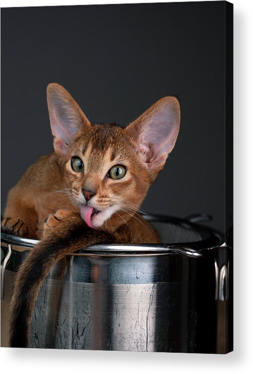 Abyssinian Kitten Acrylic Print featuring the photograph Abyssinian Kitten relaxing in cooking pot by Nailia Schwarz
