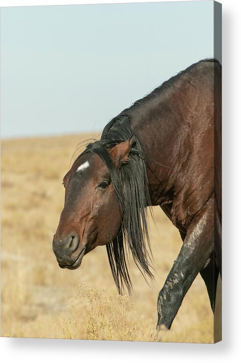 Horse Acrylic Print featuring the photograph All Business by Kent Keller