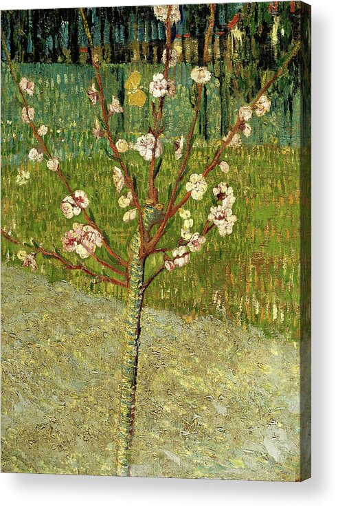 Vincent Van Gogh Acrylic Print featuring the painting Almond tree in blossom by Vincent Van Gogh