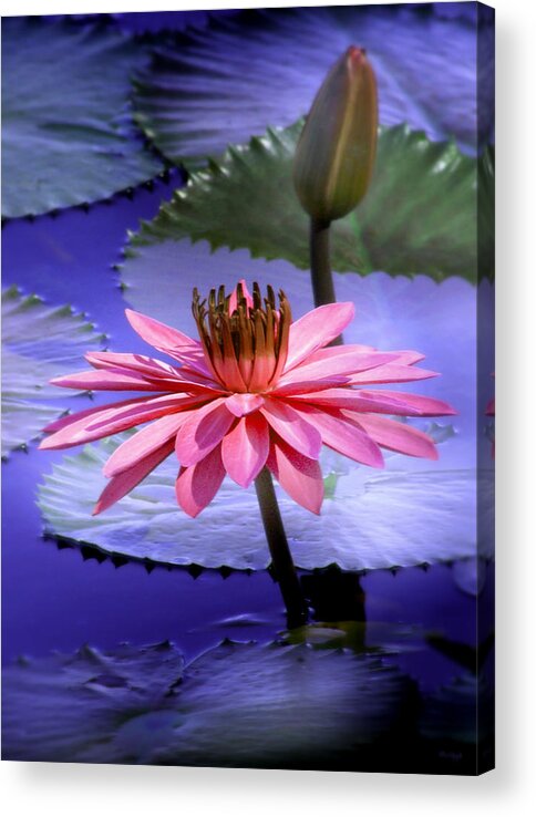 Floral Acrylic Print featuring the photograph And the Day Came.... by Holly Kempe