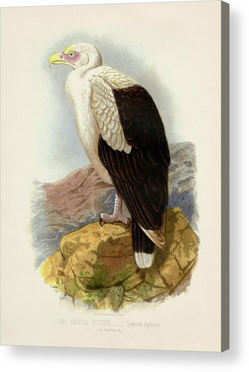 Lithograph Acrylic Print featuring the painting Angola Vulture - Gyphierax angolensis by Hakon Soreide