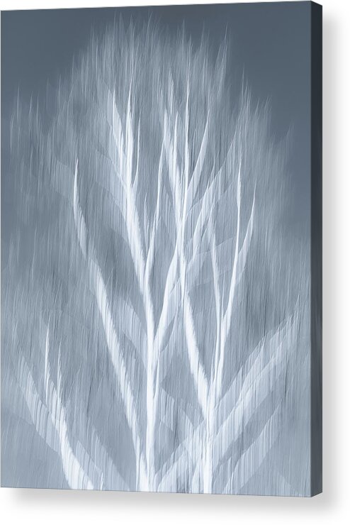 Birch Acrylic Print featuring the photograph Birch abstract by Brad Bellisle