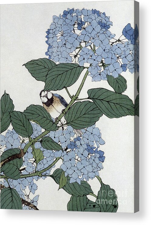 Flower Acrylic Print featuring the painting Bird in hydrangeas, Vintage Japanese Botanical Print by Japanese School