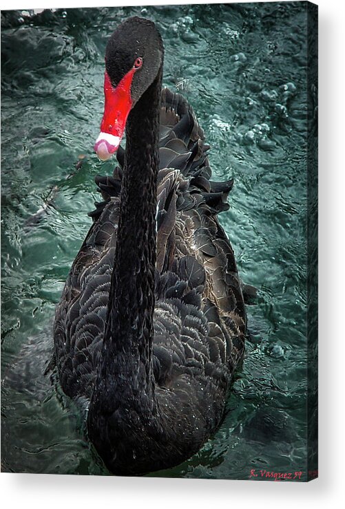 Bird Acrylic Print featuring the photograph Black Swan by Rene Vasquez