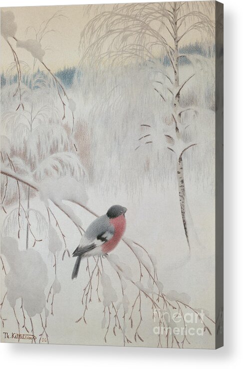 Theodor Kittelsen Acrylic Print featuring the drawing Bullfinch, 1906 by O Vaering by Theodor Kittelsen
