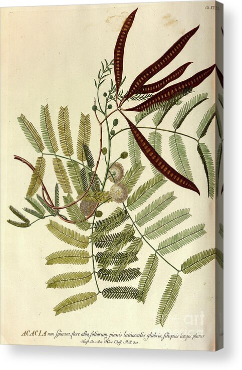 Acaciam Tree Acrylic Print featuring the photograph Coloured Copperplate engraving o37 by Botany