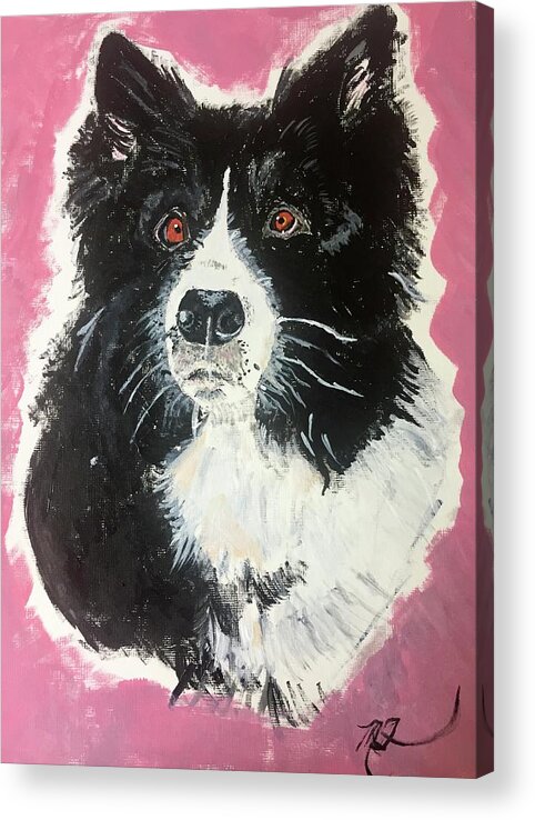 Dog Acrylic Print featuring the painting Border Collie Rescued Dog by Melody Fowler