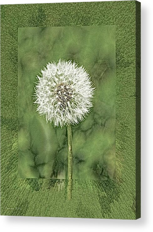Dandelion Acrylic Print featuring the photograph Dandelion by Bonnie Willis