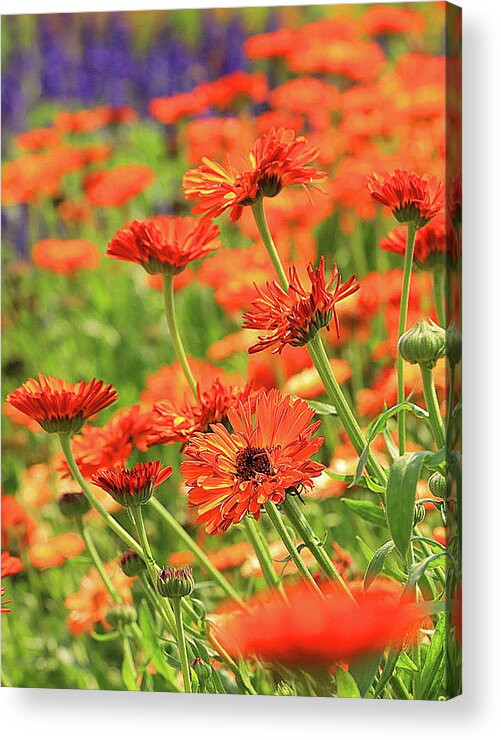 Blossom Acrylic Print featuring the photograph Day at the Farm by Tina M Daniels  Whiskey Birch Studios