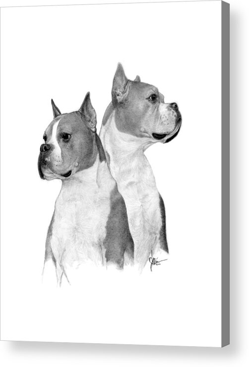Pencil Drawing Print Acrylic Print featuring the drawing Doc the Boxer by Joe Olivares