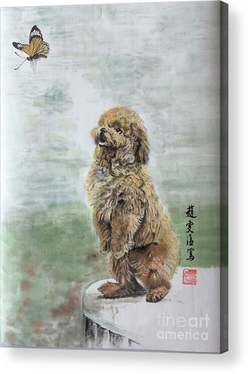Shih Tzu Dog Acrylic Print featuring the painting Calm Observation by Carmen Lam