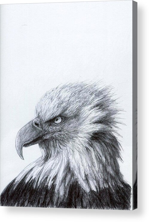 Bald Eagle Acrylic Print featuring the drawing Eagle Eye Profile by Rick Hansen