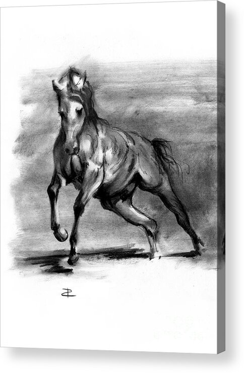 Charcoal Acrylic Print featuring the drawing Equine III by Paul Davenport