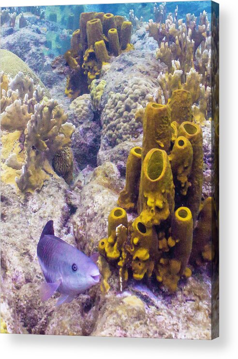 Ocean Acrylic Print featuring the photograph Friendly Queen by Lynne Browne