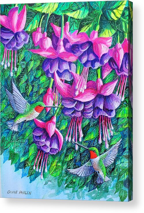 Fuchsia. Hummingbirds Acrylic Print featuring the painting Fuchsia Frolic by Diane Phalen