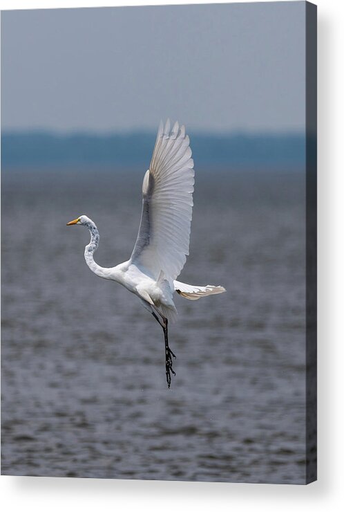 Bird Acrylic Print featuring the photograph Great Egret by Grant Twiss