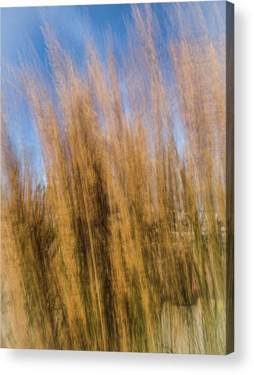 Grass Acrylic Print featuring the photograph High grass in motion by Jim Feldman