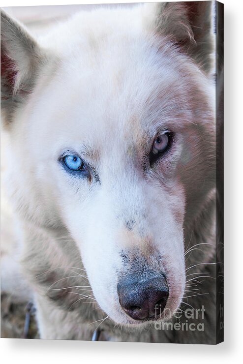 Husky Acrylic Print featuring the photograph I see you.... by Max Blinkhorn