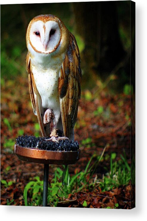 Owl Acrylic Print featuring the photograph In the Quiet by Stoney Lawrentz