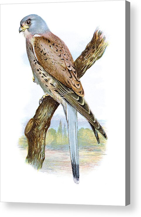 Printmaking Technique Acrylic Print featuring the drawing Kestrel Chromolithograph by Andrew_Howe