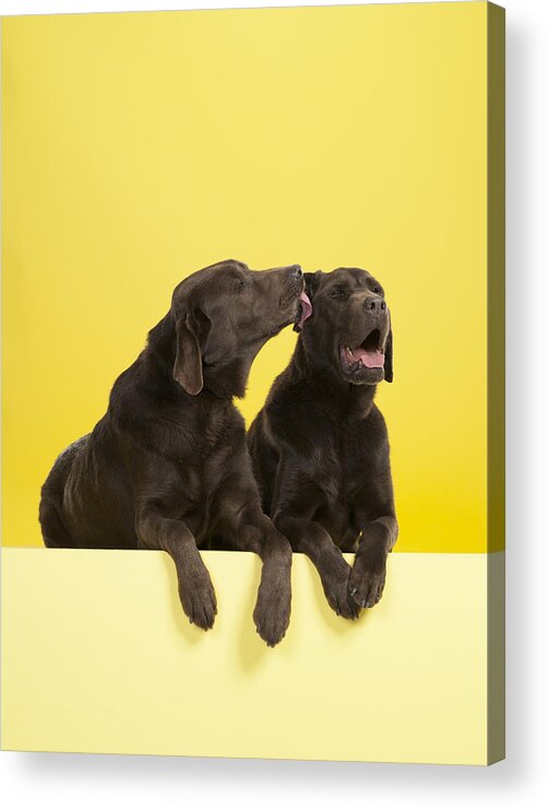 Pets Acrylic Print featuring the photograph Lab licking other Lab by Catherine Ledner