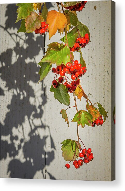 Boise Idaho Acrylic Print featuring the photograph Leaves and Fruit by Mark Mille