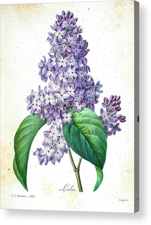 Lilac Acrylic Print featuring the drawing Lilac illustration 1827 r1 by Botany